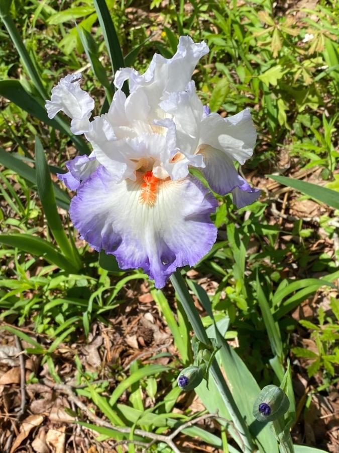 Dogwood Springs Lodgings Mineola Bagian luar foto