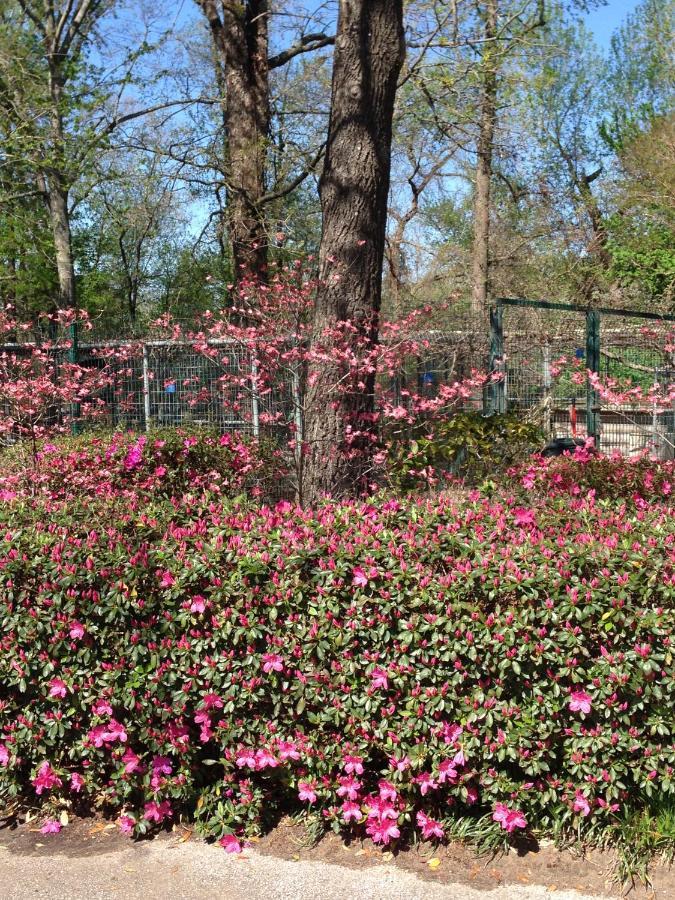 Dogwood Springs Lodgings Mineola Bagian luar foto
