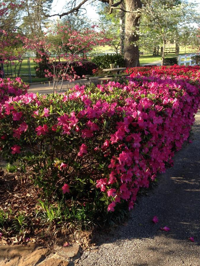 Dogwood Springs Lodgings Mineola Bagian luar foto