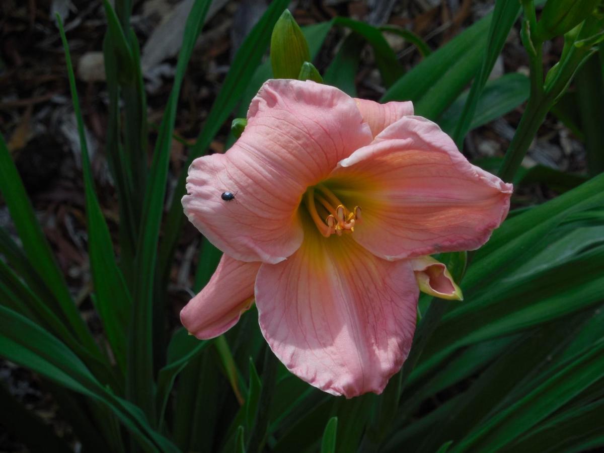Dogwood Springs Lodgings Mineola Bagian luar foto